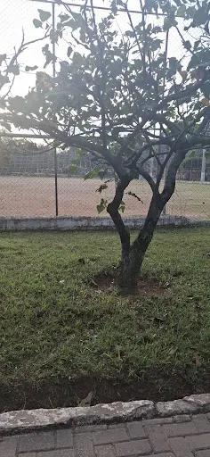 Foto 28 de Parque Ecológico Fernando Vitor de Araújo Ales (Pq. do Eldorado)