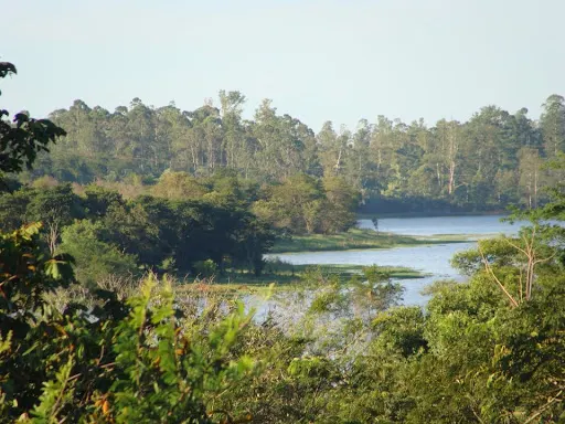 Foto 10 de Horto Florestal Sumaré-SP