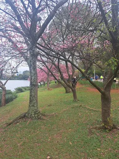 Foto 14 de Parque Ibirapuera