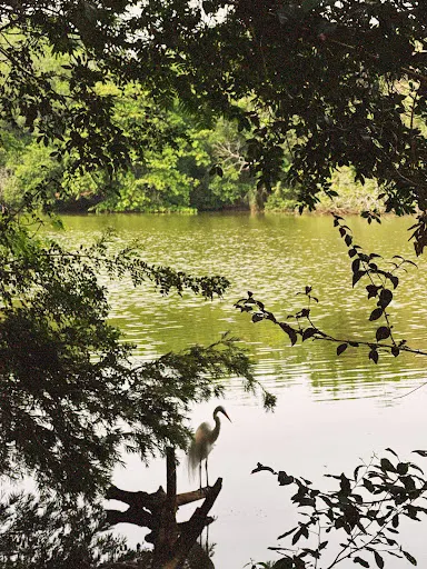 Foto 40 de Parque Ecológico Prof. Hermógenes de Freitas Leitão