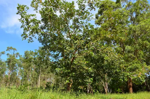 Foto 15 de Horto Florestal Sumaré-SP