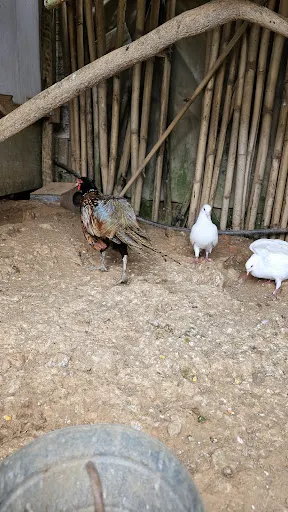 Foto 28 de Fazendinha Velho Jou