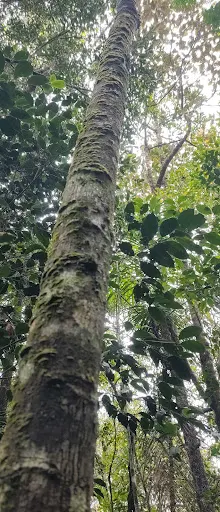 Foto 13 de Parque Ecológico Imigrantes