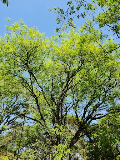 Foto 34 de Parque Ecológico - Ilha do Tamboré