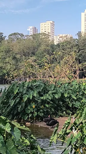 Foto 39 de Parque da Aclimação