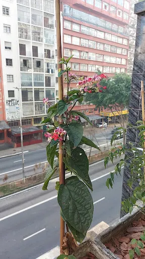 Foto 13 de Jardim do Escadão e Beco da Arara