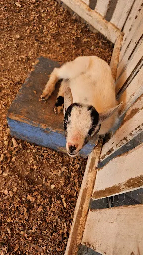 Foto 27 de Fazendinha Velho Jou
