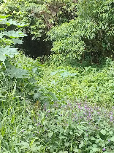 Foto 18 de Parque Ecológico do Jardim Bonança