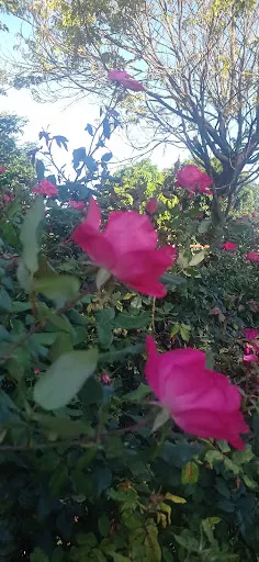 Foto 9 de Bloemen Park