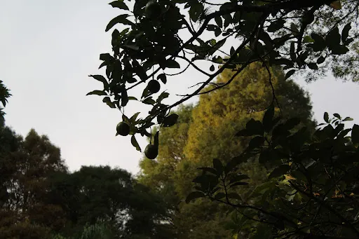 Foto 40 de Parque Horto Florestal - Portões 1 e 2