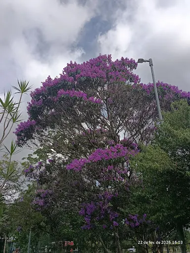 Foto 16 de Parque Ecológico Profª Lydia Natalizio Diogo - Vila Prudente