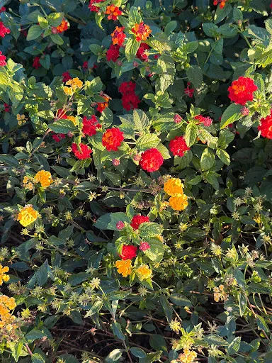 Foto 29 de Macena Flores