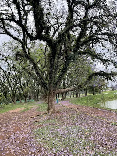 Foto 22 de Parque Ibirapuera
