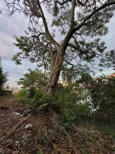 Foto 14 de Praça Araçatuba