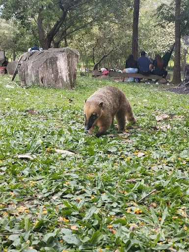 Foto 30 de Trem Turístico - Parque Ecológico