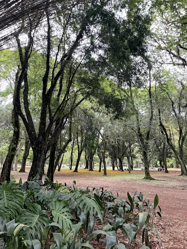 Foto 19 de Parque Ibirapuera