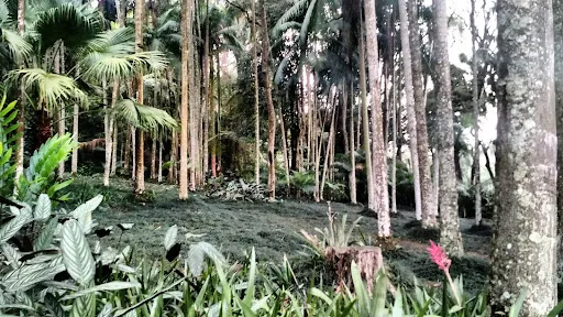 Foto 11 de Bosque das Imbúias