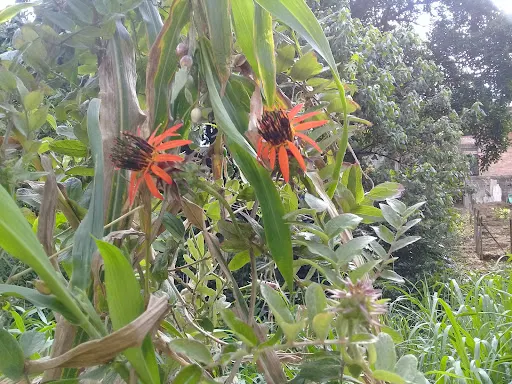 Foto 16 de Parque Ecológico do Jardim Bonança