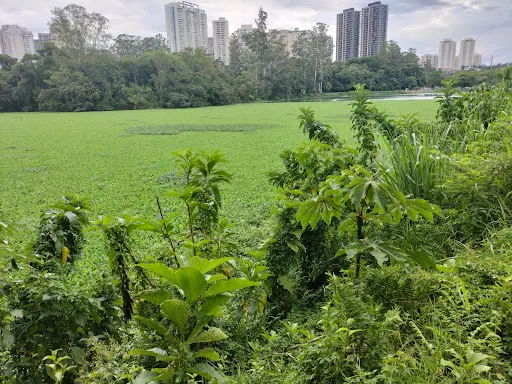 Foto 22 de Parque Tietê Ecológico Barueri