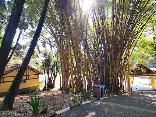 Foto 29 de Parque da Água Branca