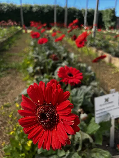 Foto 19 de Bloemen Park