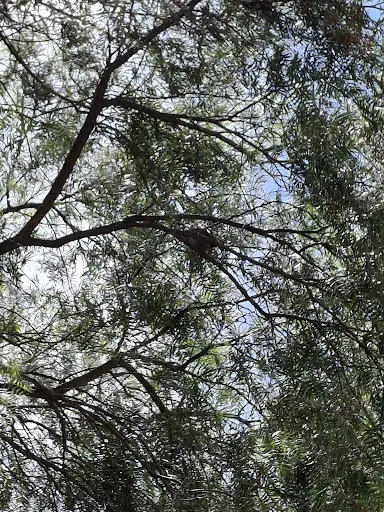 Foto 14 de Parque Ecológico do Jardim Bonança