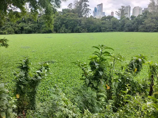 Foto 24 de Parque Tietê Ecológico Barueri