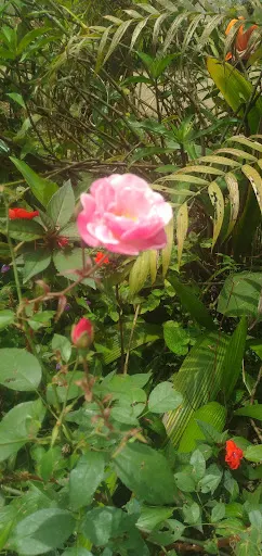 Foto 14 de Borboletário de São Paulo
