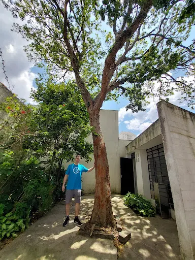 Foto 31 de Casa do Tatuapé / Museu da Cidade de São Paulo