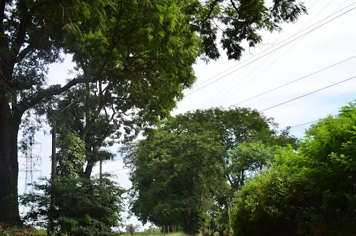 Foto 18 de Horto Florestal Sumaré-SP