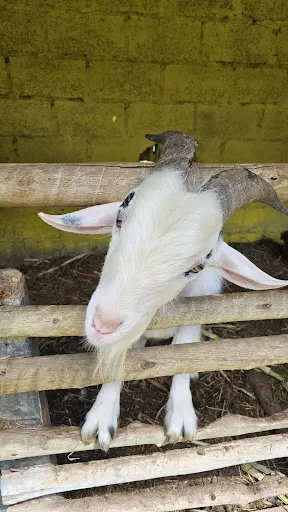 Foto 31 de Fazendinha Velho Jou
