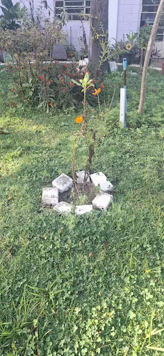 Foto 12 de Parque Ecológico Fernando Vitor de Araújo Ales (Pq. do Eldorado)