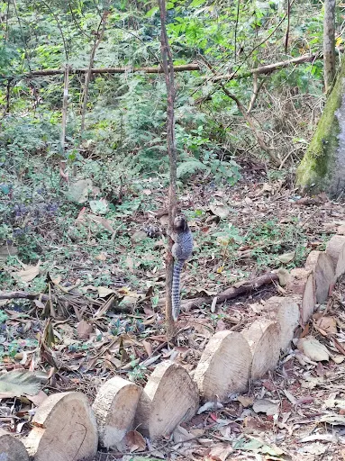 Foto 14 de Parque Ecológico Chico Mendes