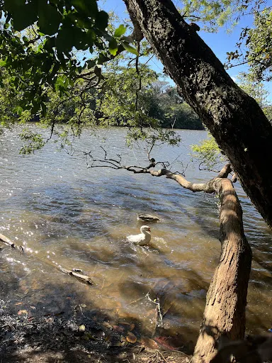 Foto 6 de Parque Ecológico Prof. Hermógenes de Freitas Leitão