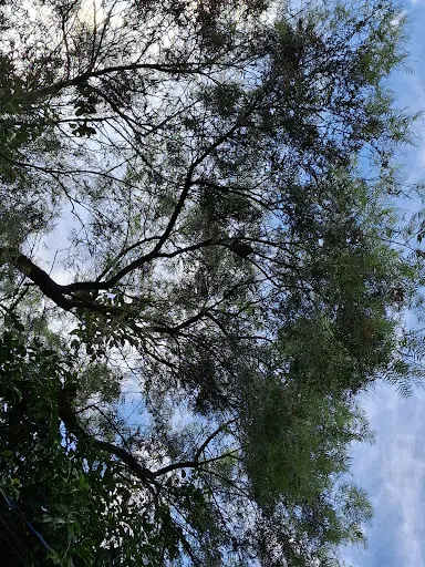 Foto 12 de Parque Ecológico do Jardim Bonança