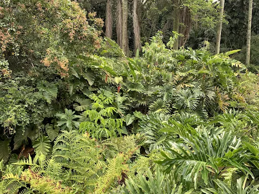 Foto 38 de Jardim Botânico de São Paulo