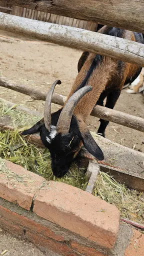 Foto 30 de Fazendinha Velho Jou