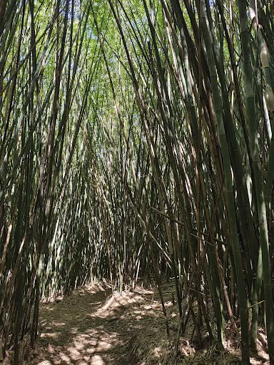 Foto 37 de Parque Estadual Cantareira - Núcleo Cabuçu
