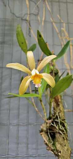 Foto 12 de Orquidário Municipal de Santos