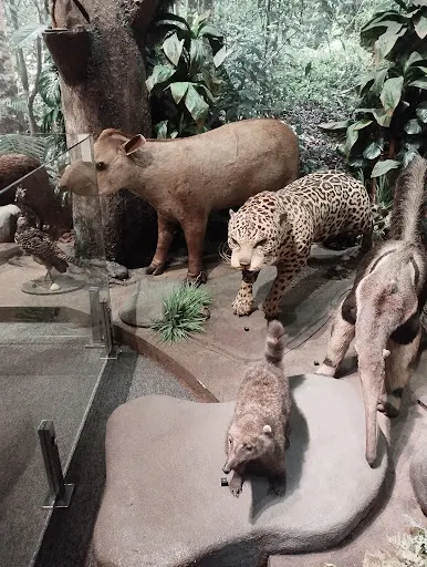 Foto 16 de Museu Histórico da Imigração Japonesa no Brasil