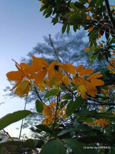 Foto 18 de Parque Ecológico Profª Lydia Natalizio Diogo - Vila Prudente
