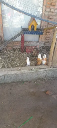 Foto 37 de Fazendinha Velho Jou