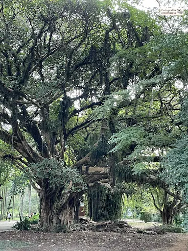 Foto 35 de Parque Jardim da Luz