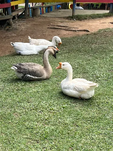 Foto 21 de Fazendinha Velho Jou