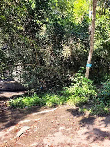 Foto 22 de Trilha Cachoeira da Graça
