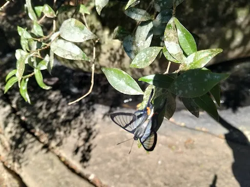 Foto 39 de Trilha Cachoeira da Graça