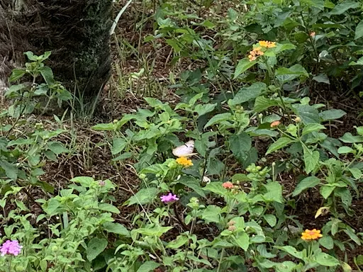 Foto 35 de Jardim Botânico de São Paulo
