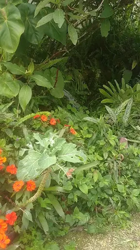 Foto 16 de Borboletário de São Paulo