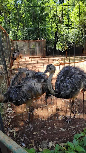 Foto 40 de Bosque Zoológico Municipal Fábio Barreto