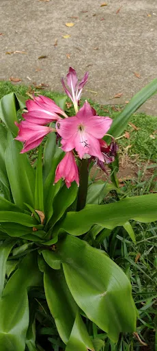 Foto 39 de Parque Antônio Fláquer Ipiranguinha